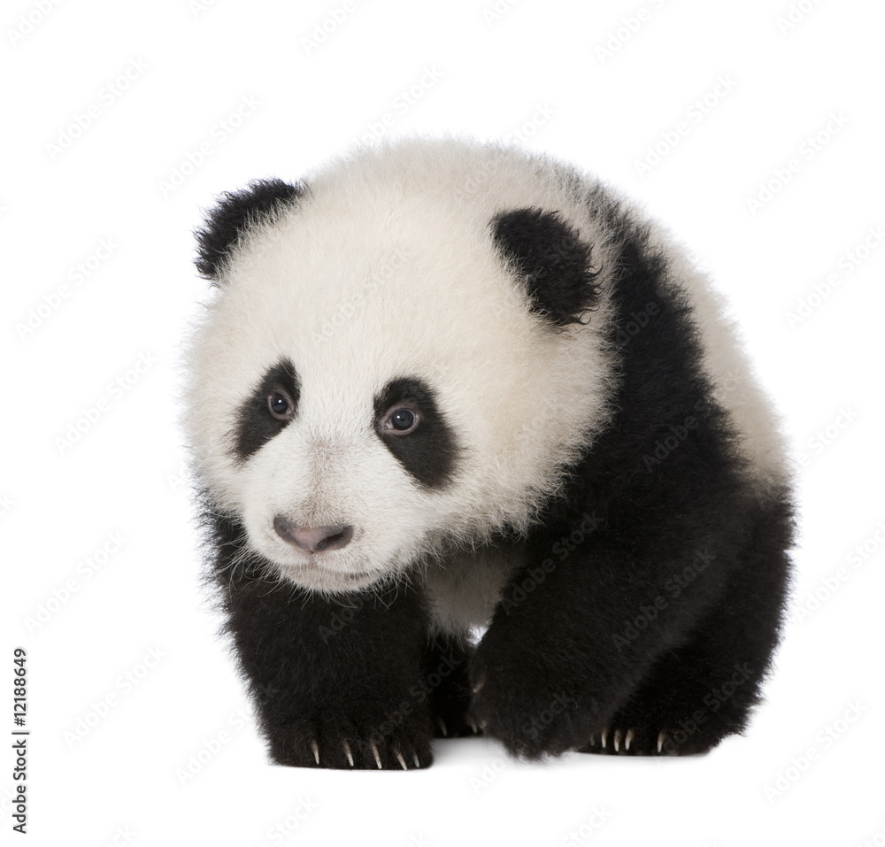 Obraz premium Giant Panda (6 miesięcy) - Ailuropoda melanoleuca