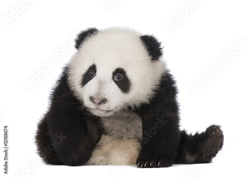 Giant Panda (6 months) - Ailuropoda melanoleuca © Eric Isselée