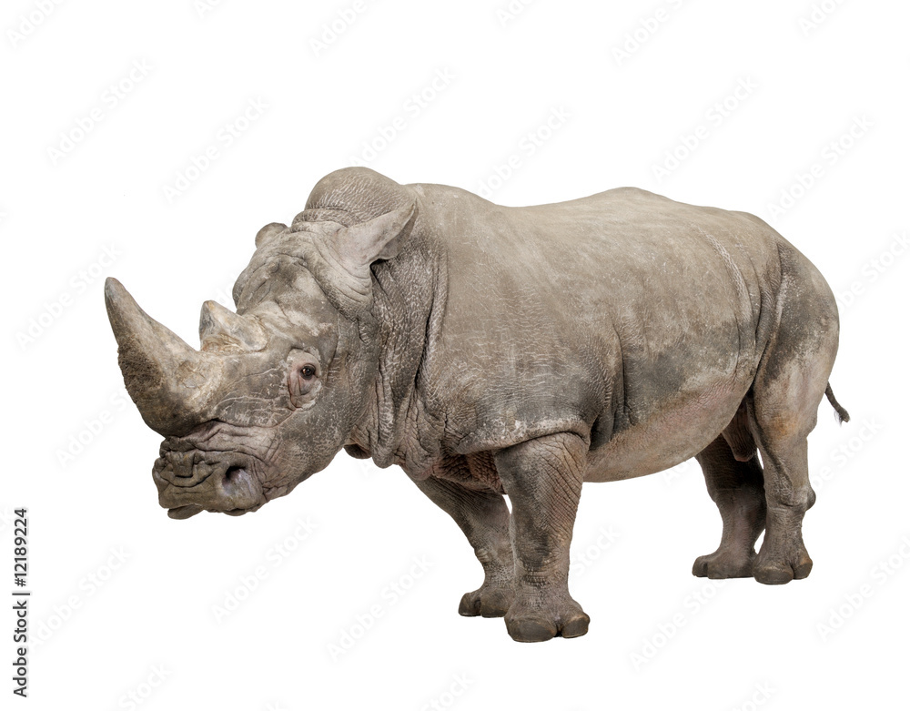 White Rhinoceros - Ceratotherium simum ( +/- 10 years) White Rhinoceros - Ceratotherium simum ( +/- 10 years)