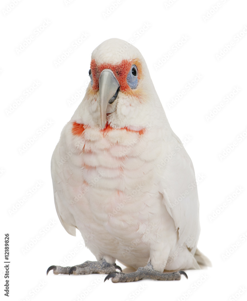 Fototapeta premium Long-billed Corella - Cacatua tenuirostris