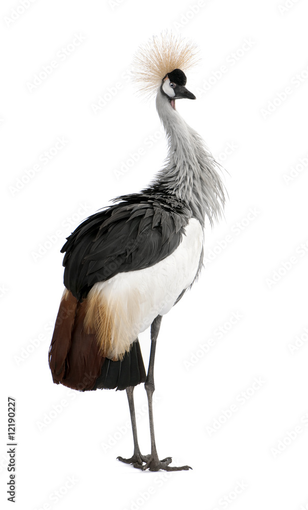 Grey Crowned Crane - Balearica regulorum (18 months) Grey Crowned Crane - Balearica regulorum (18 months)