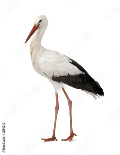 Wallpaper Mural White Stork - Ciconia ciconia (18 months)