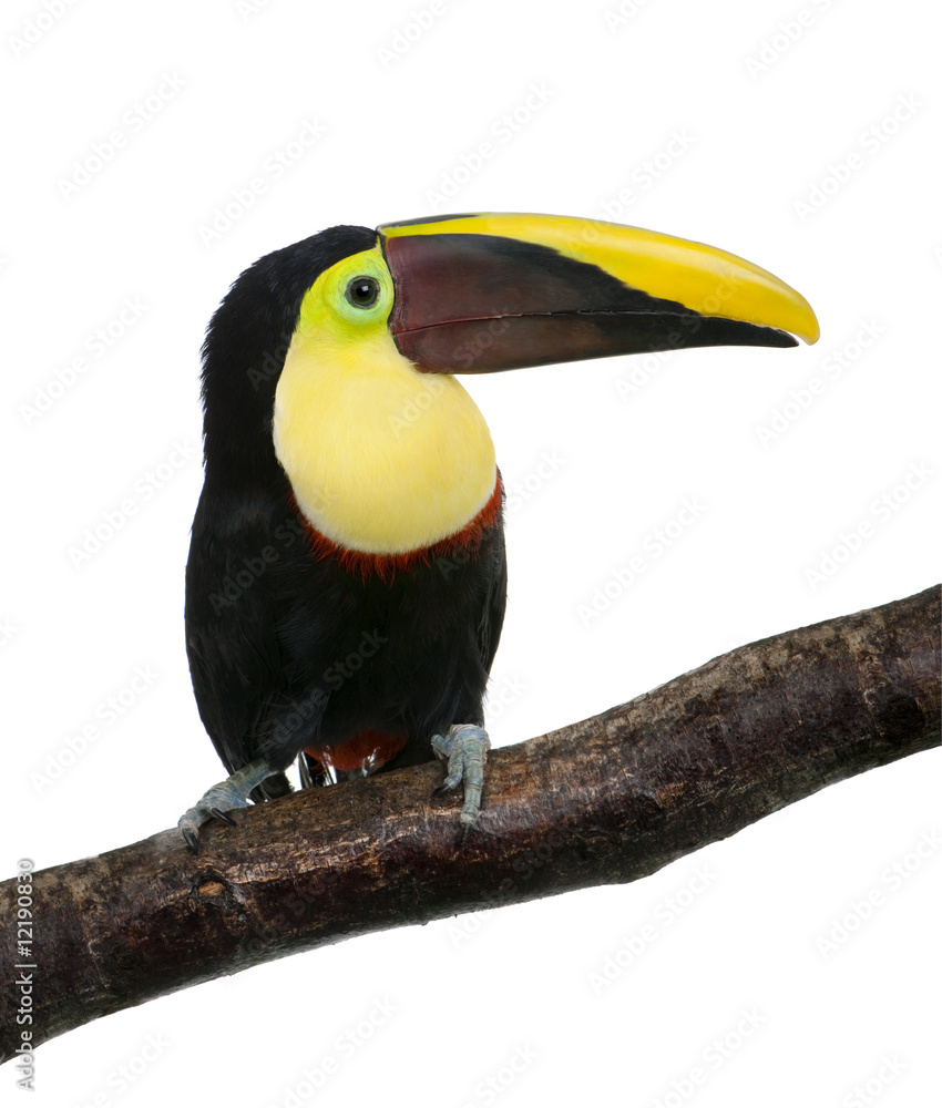 Fototapeta premium Chestnut-mandibled Toucan - Ramphastos swainsonii (3 years)