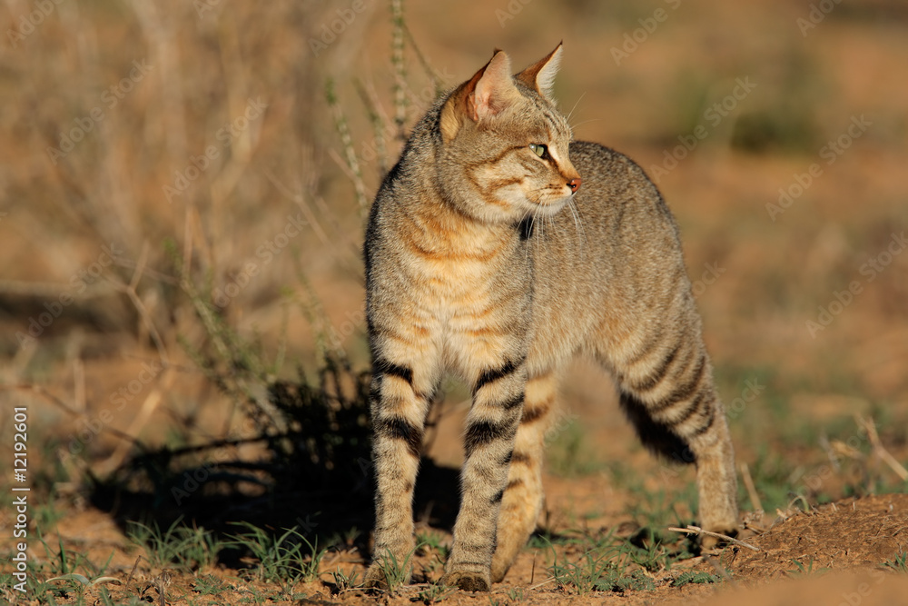Fototapeta premium African wild cat (Felis silvestris), Kalahari, South Africa