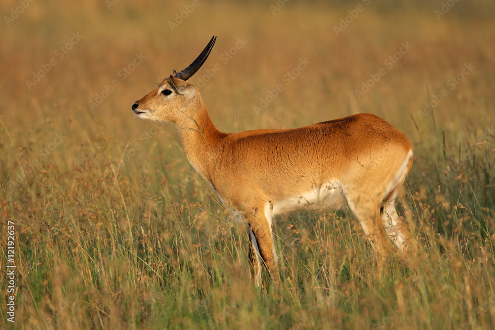 Male red lechwe antelope (Kobus leche), southern Africa