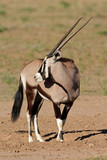 Gemsbok antelope (Oryx gazella), Kalahari, South Africa