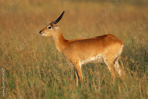 Male red lechwe antelope  Kobus leche   southern Africa