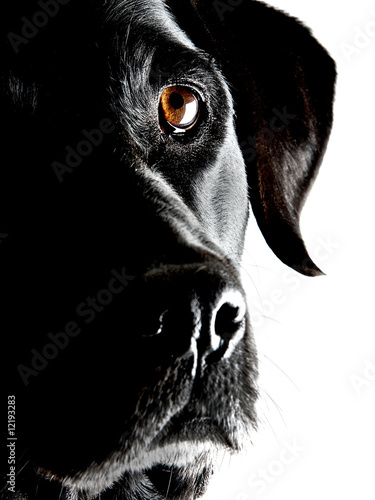 Dogs Portrait © Matthias Robl