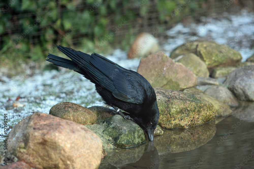 Fototapeta premium Vogel