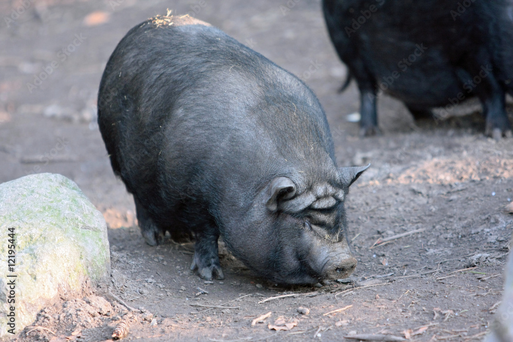 Wildschwein Wildschwein