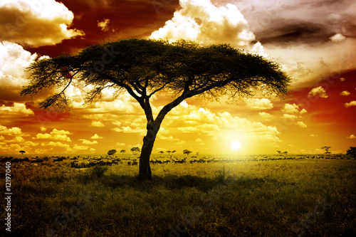 Africa Sunset #12197040