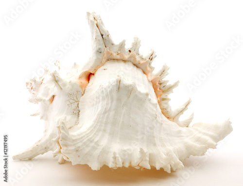 Very beautiful seashell with large spires and lovely colors.