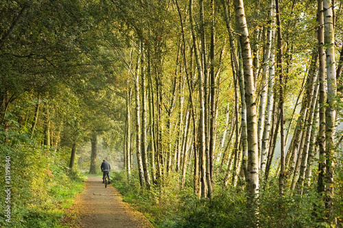 Fototapeta Naklejka Na Ścianę i Meble -  Path with birch trees