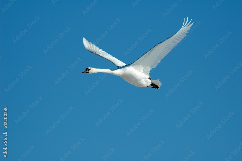 flying swan flying swan