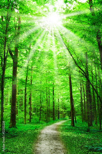 Fototapeta Naklejka Na Ścianę i Meble -  nature. path in forest with sunshine