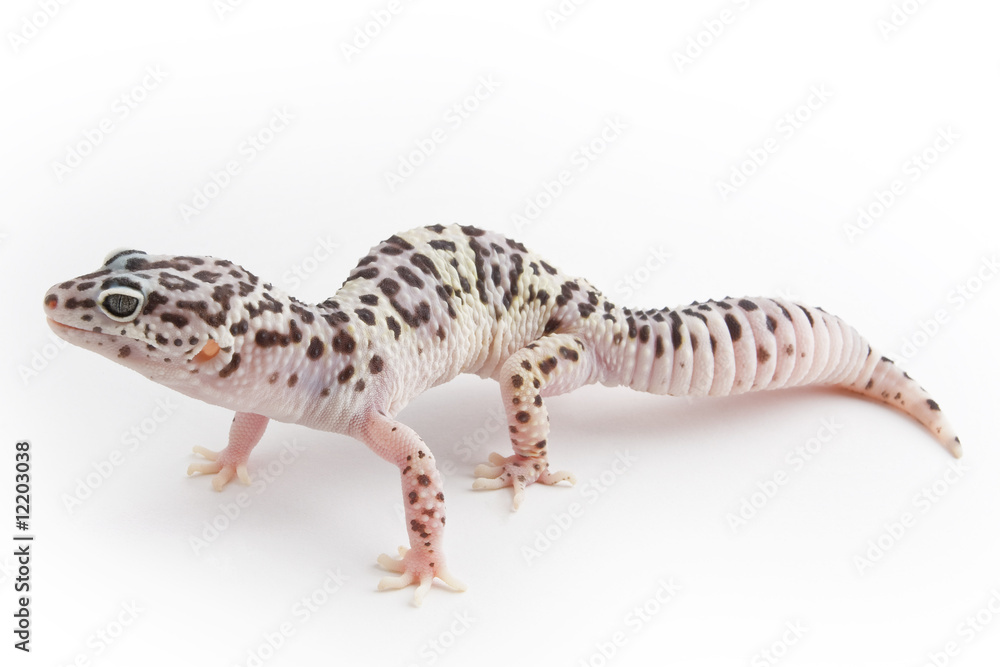 Leopard Gecko Leopard Gecko