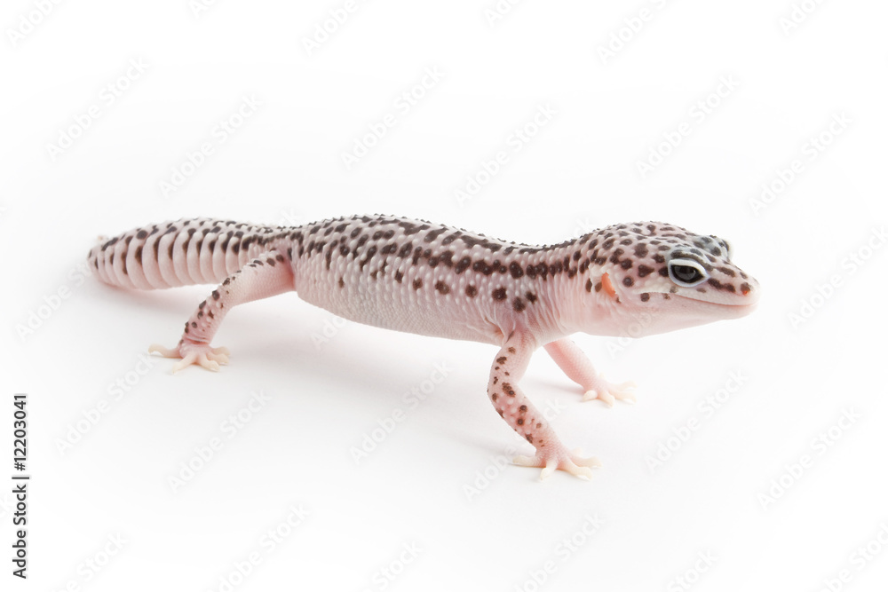 Naklejka premium Leopard Gecko