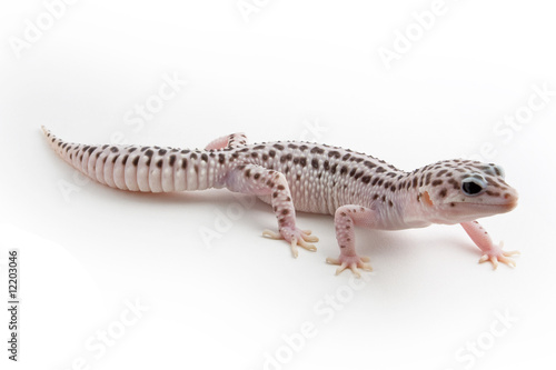 Leopard Gecko