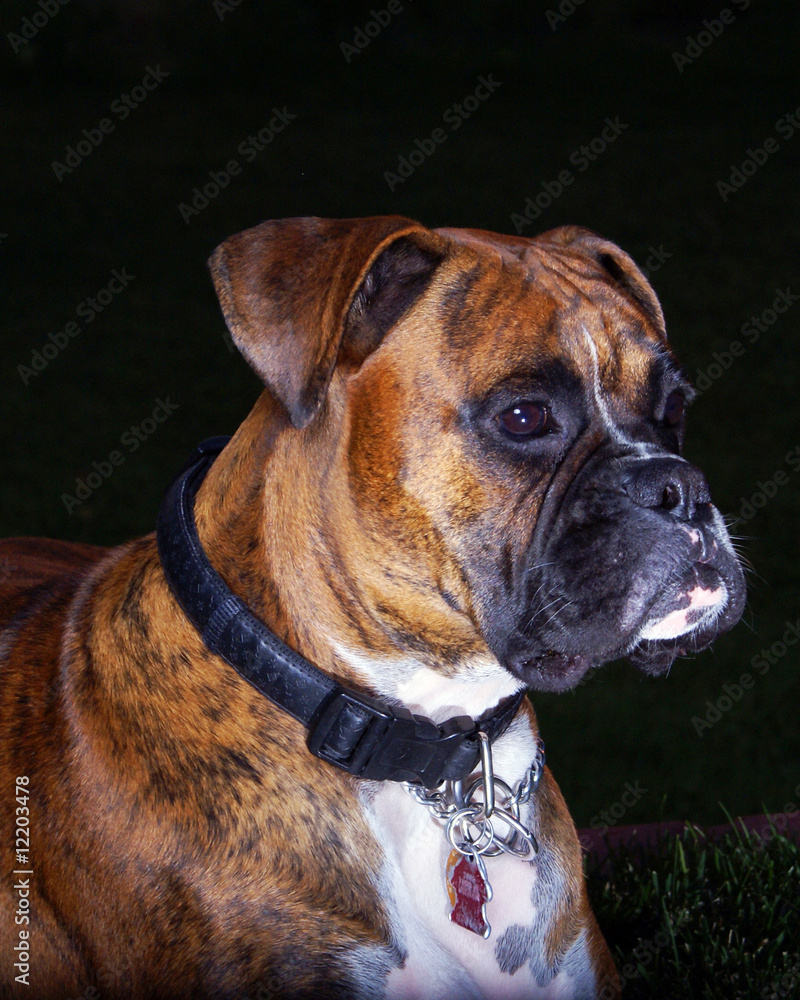 Beautiful one year old Boxer