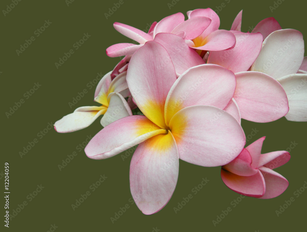 Obraz premium Frangipani