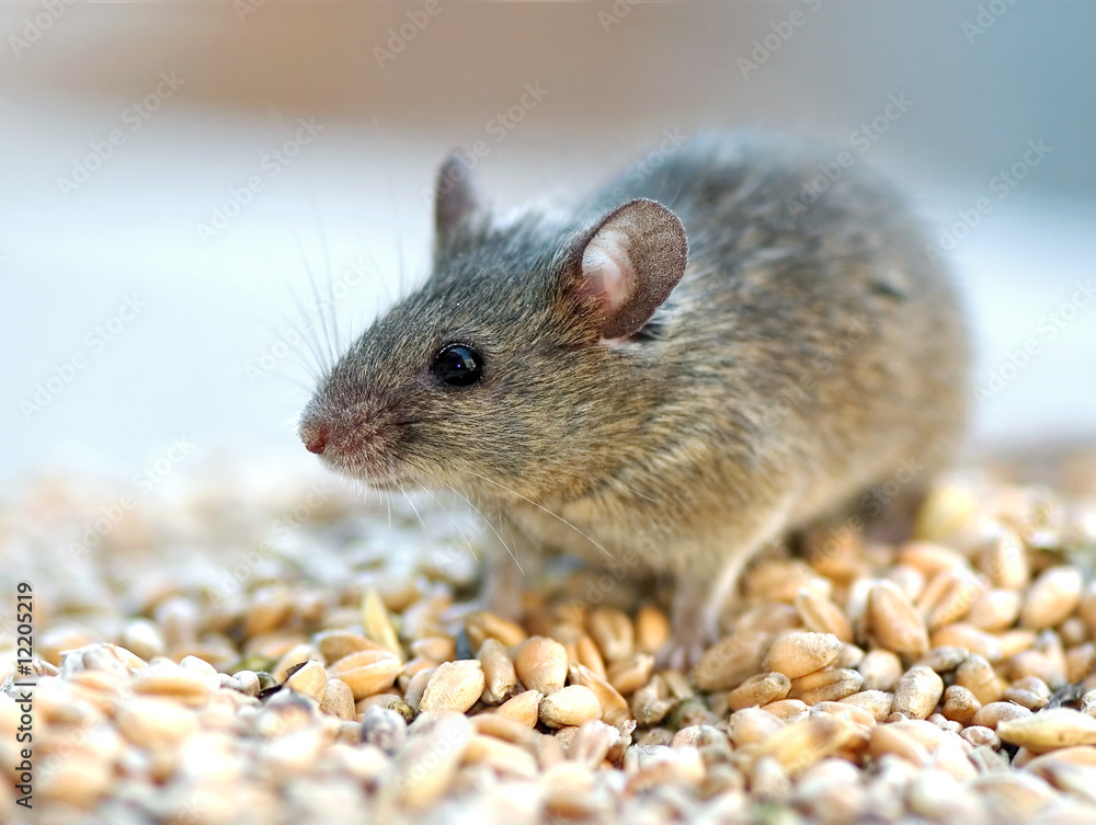 Mouse