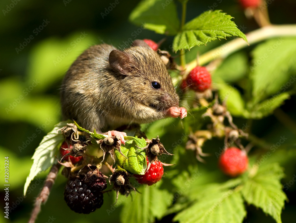 Mouse