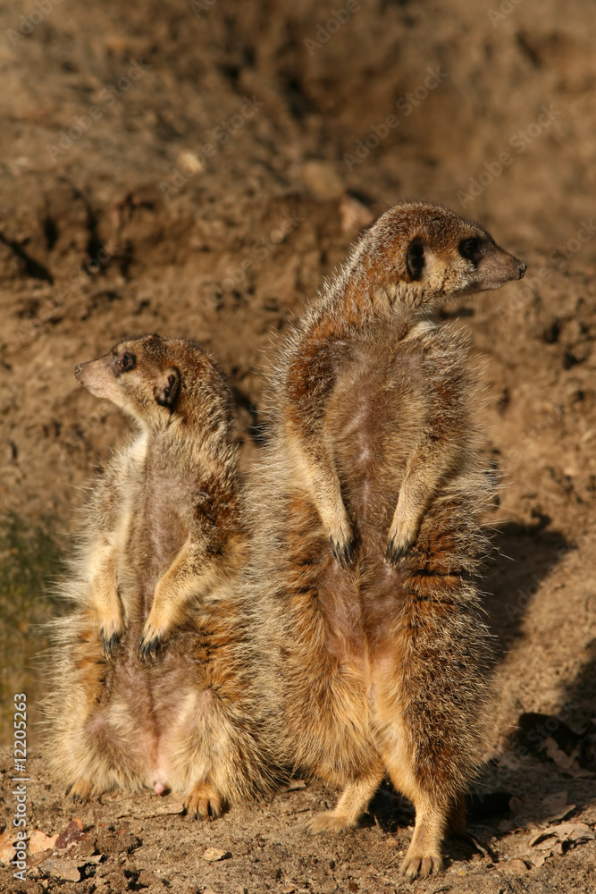 Obraz premium Two meerkats looking in different directions