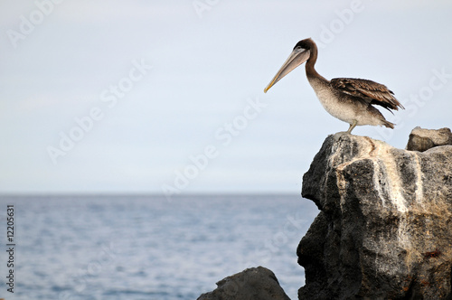 A pelican is looking at the ocean
