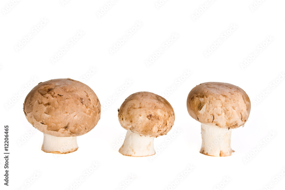 Vier Champignons isoliert auf weißem Hintergrund Vier Champignons isoliert auf weißem Hintergrund