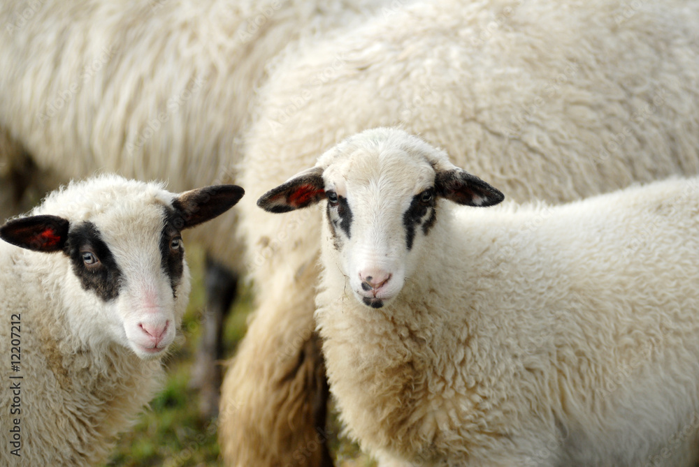 Obraz premium hausschaf, Domestic sheep, Ovis orientalis aries