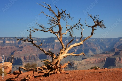 Grand Canyon 2008 - Baum