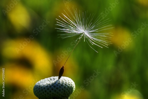 Slika na platnu Taraxacum pappus