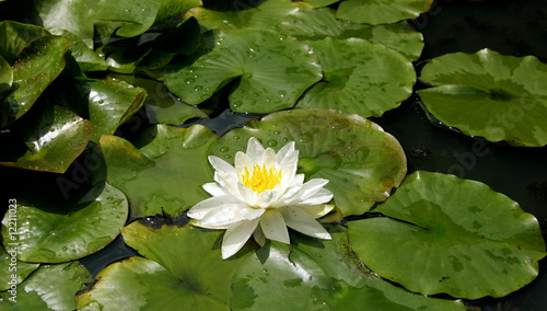 Pure pond with brightly gre...