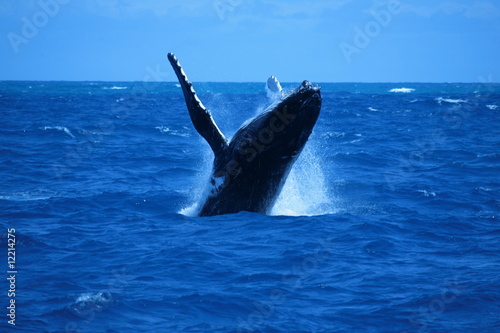 granville whale 4