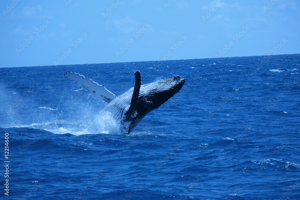 Fototapeta premium granville whale 8