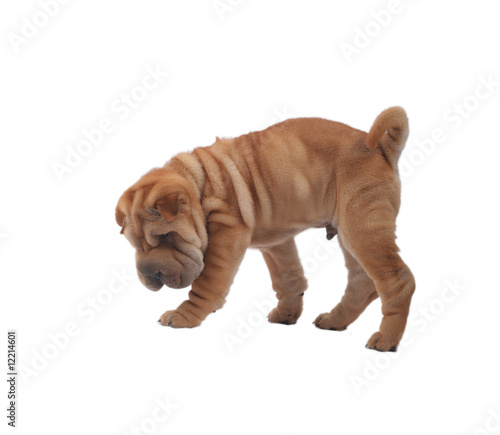 Sharpei puppy in front of a white background