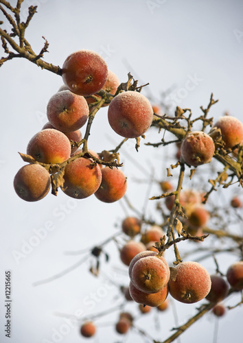 Frozen winter apples on a branch.