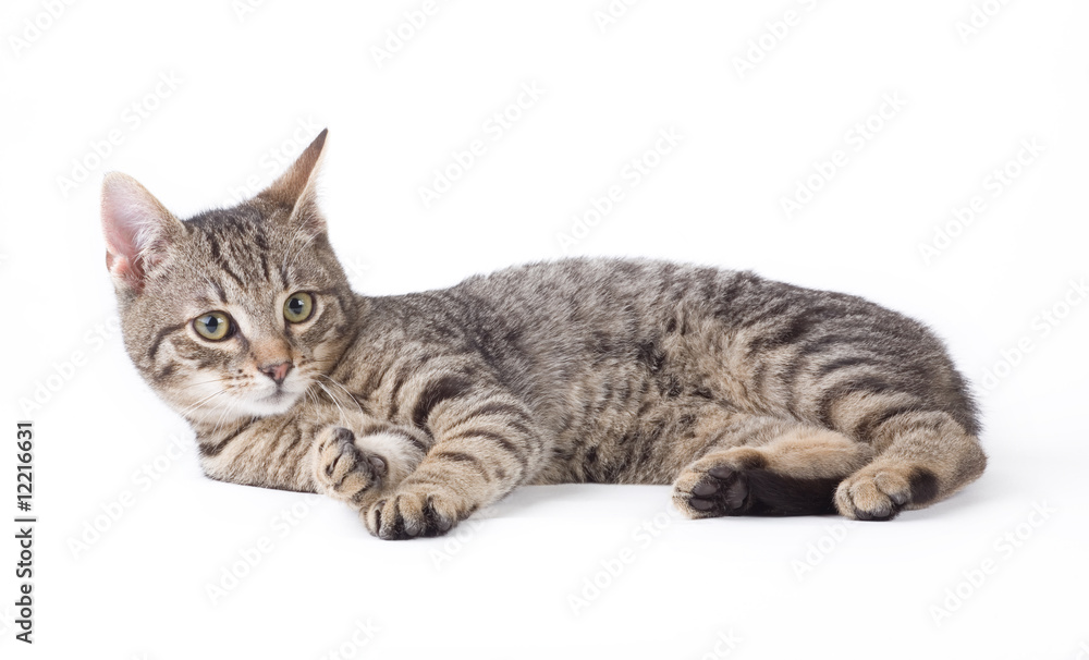 Obraz premium striped kitten, isolated on white