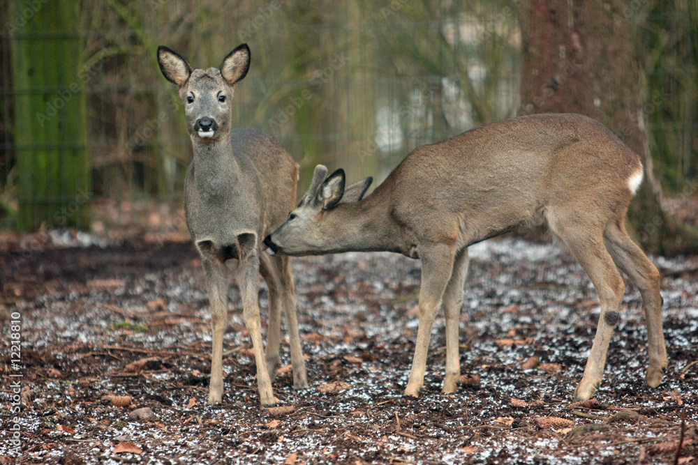 Fototapeta premium Hirsch