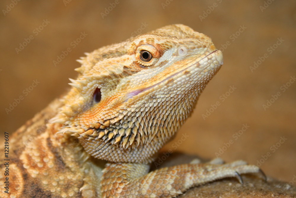 Obraz premium Barthi