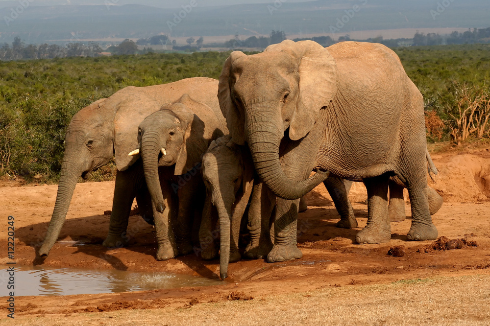 Fototapeta premium Group of elephants at a watering hole