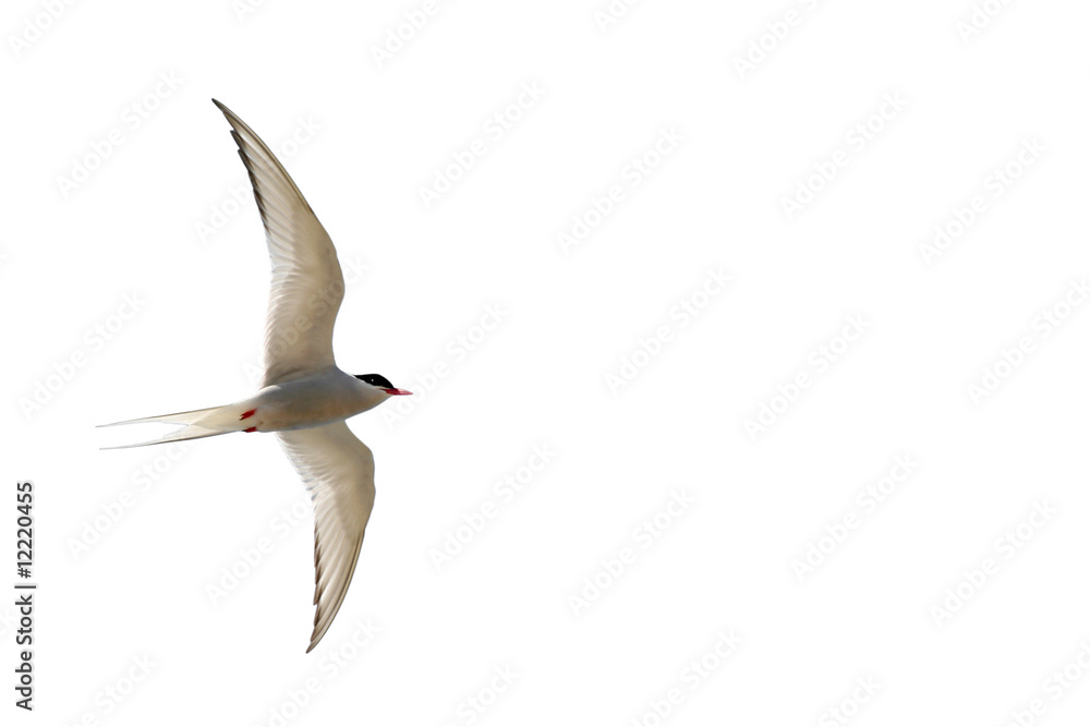 Fototapeta premium tern in flight