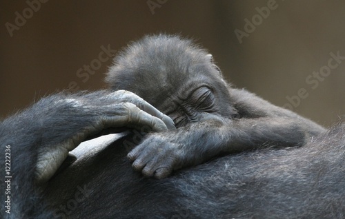 Gorillababy photo