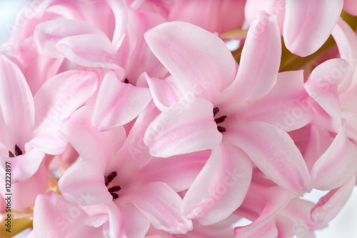 hyacinthus flower