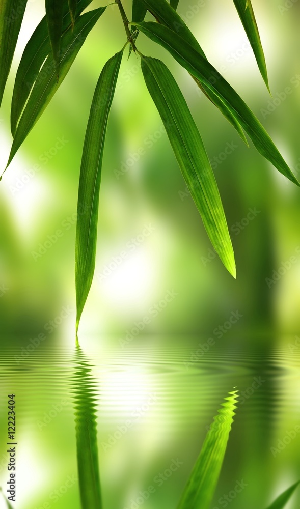 Obraz premium bamboo leaf with reflection in the water,Zen atmosphere.
