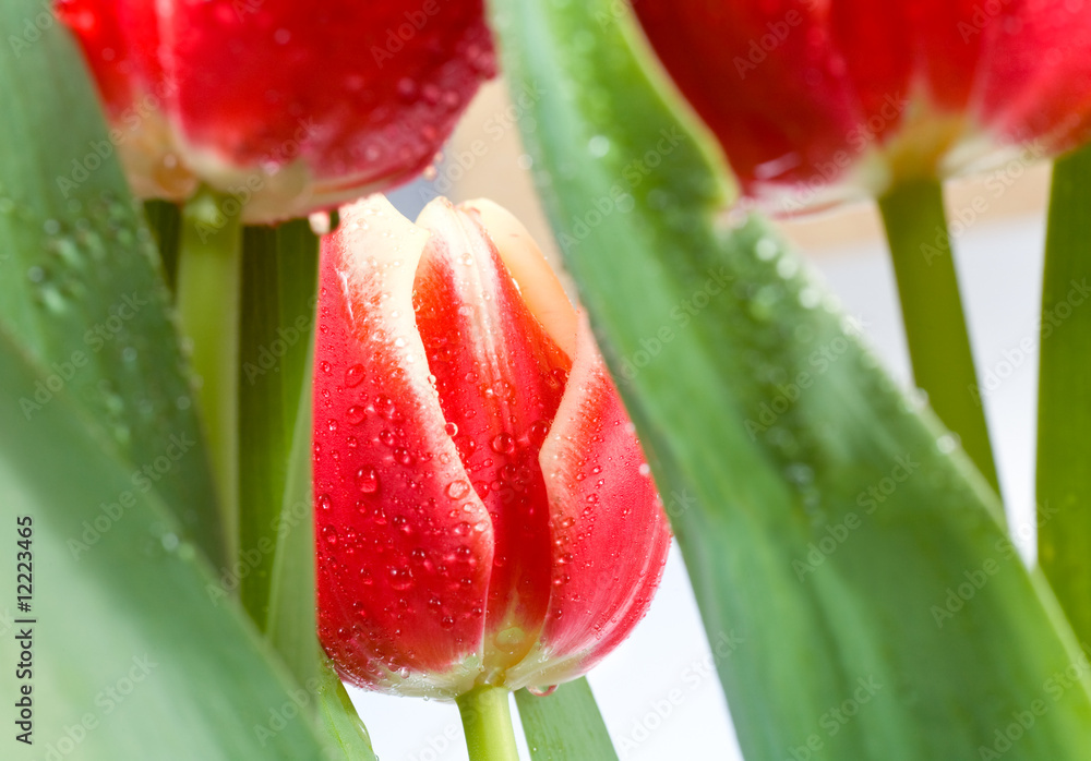 Fototapeta premium tulips