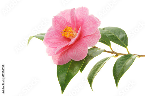 Camellia and branch