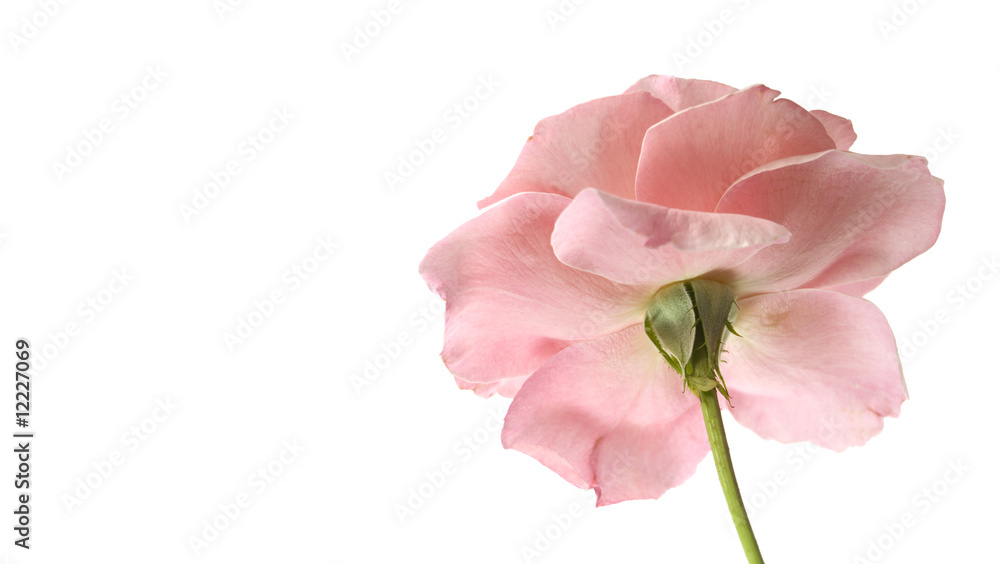 pink rose flower reverse