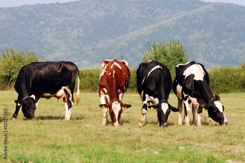 Fototapeta premium herd of cows grazing on a field