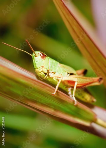Grasshopper- insects macro